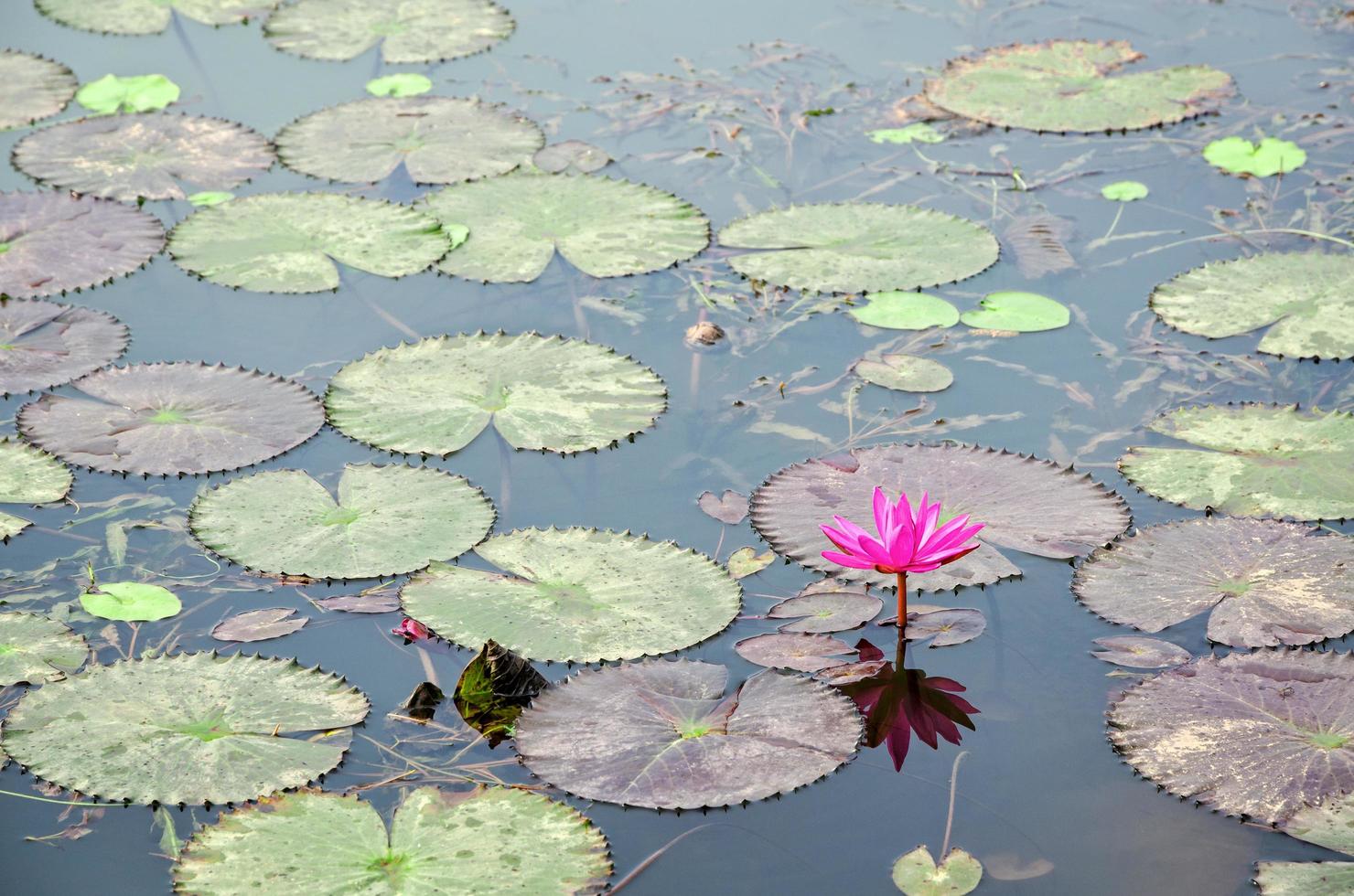 Red flower of Water Lily photo