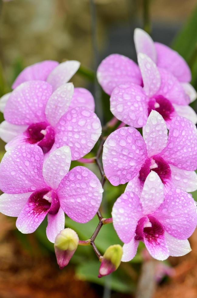 los híbridos de orquídeas dendrobium son rayas blancas y rosas foto