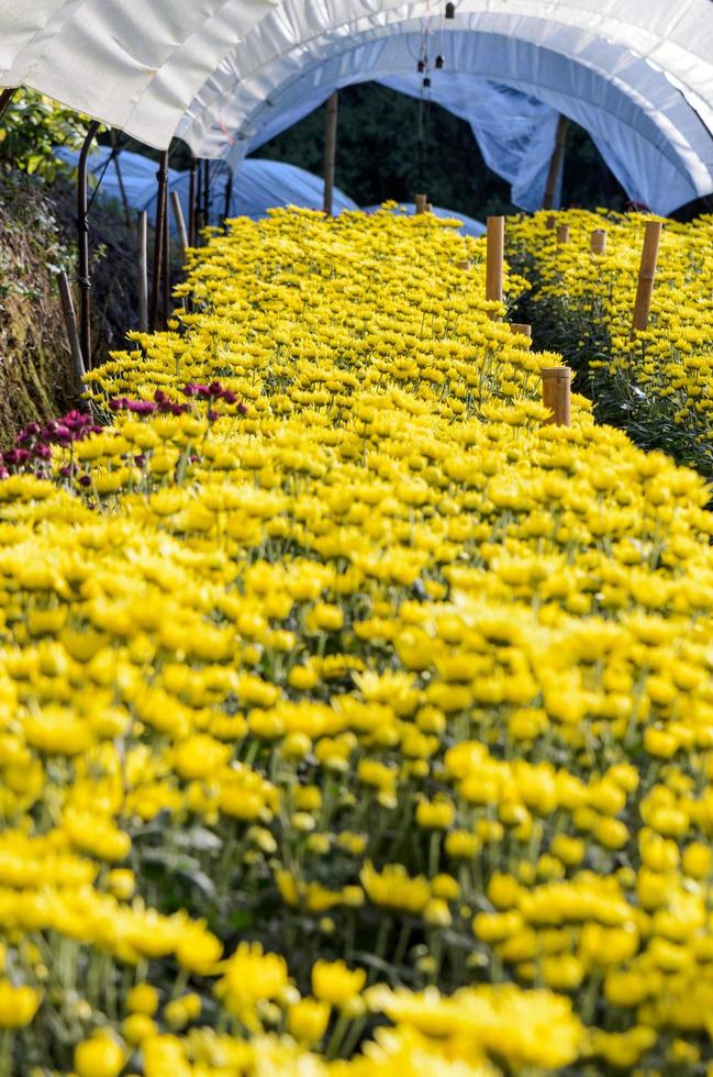 Inside greenhouse of yellow Chrysanthemum flowers farms photo