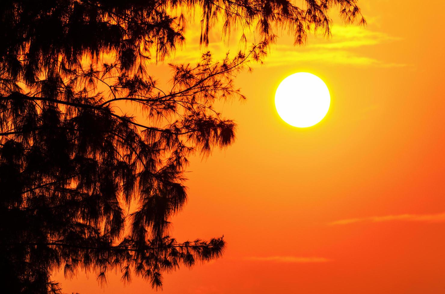 Silhouette of the tree and the sun in a light orange yellow at sunset photo