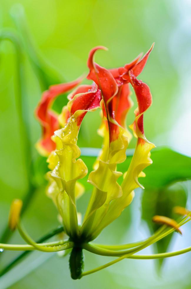 Gloriosa Superba or Climbing Lily flower photo