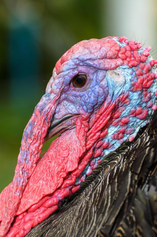 Closeup head of male wild turkey photo