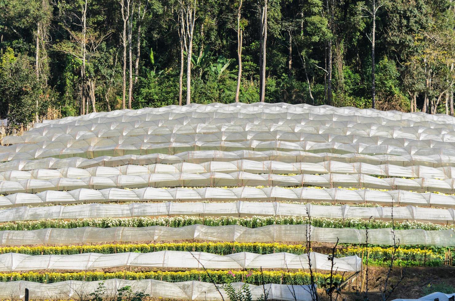 Flower farm on mountain photo