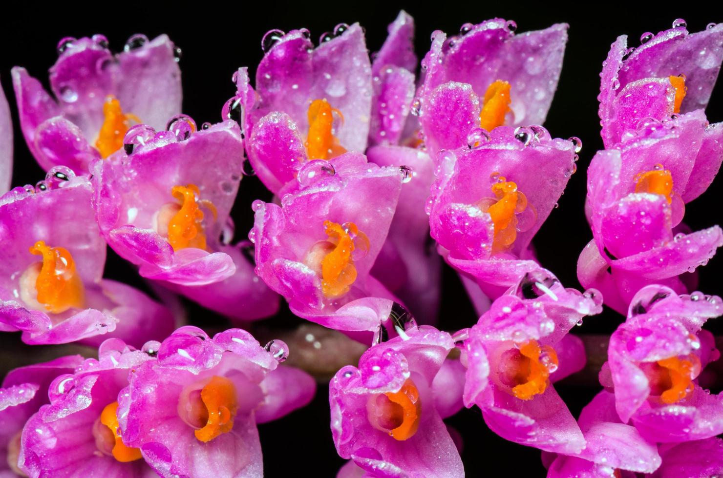 flor rosada de la orquídea del cepillo de dientes foto