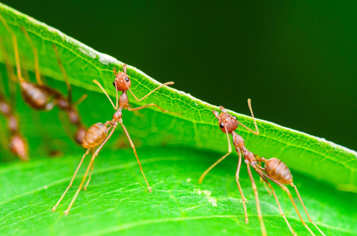 trabajo en equipo de la hormiga tejedora foto