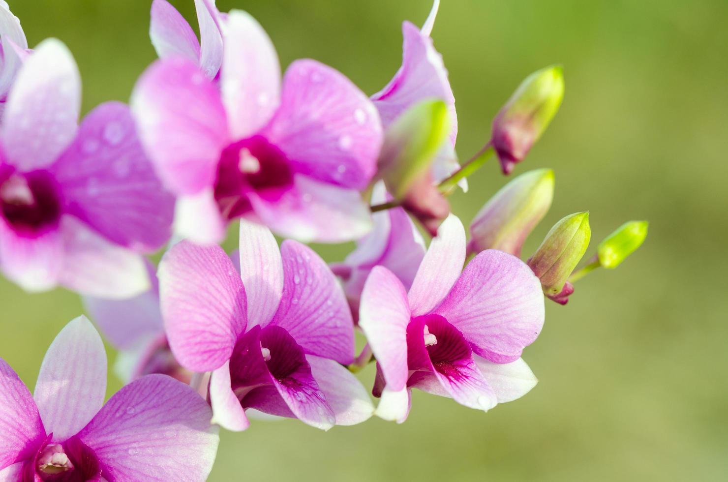 los híbridos de orquídeas dendrobium son rayas blancas y rosas foto