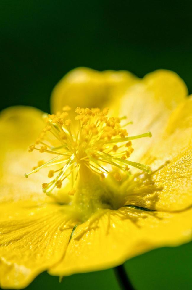 pequeño polen amarillo en las flores foto