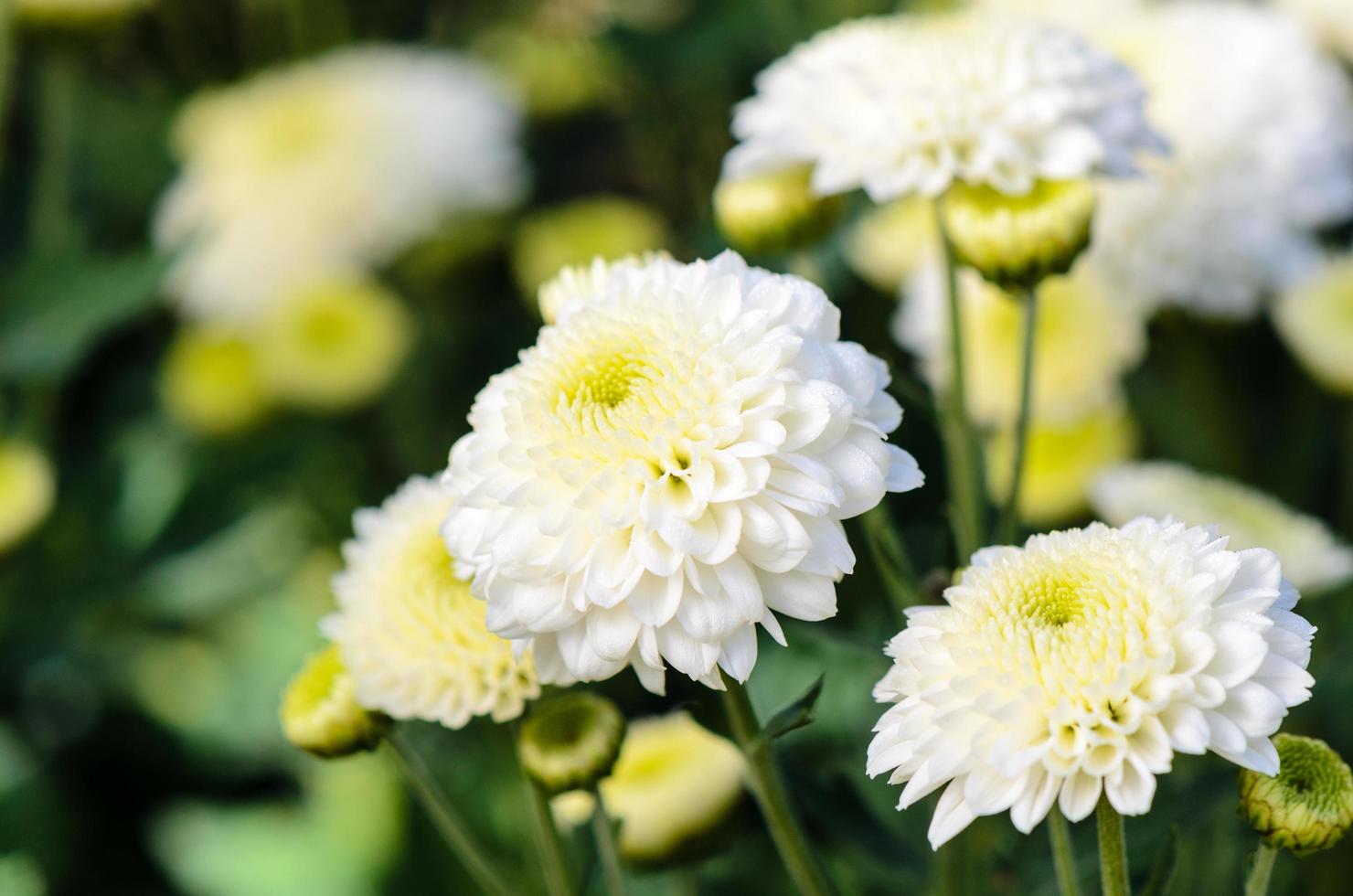 White Chrysanthemum Morifolium flowers in garden photo