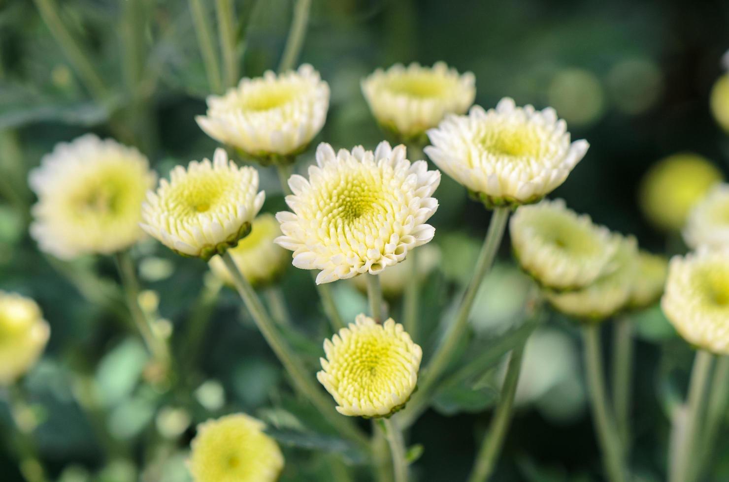 White Chrysanthemum Morifolium flowers in garden photo