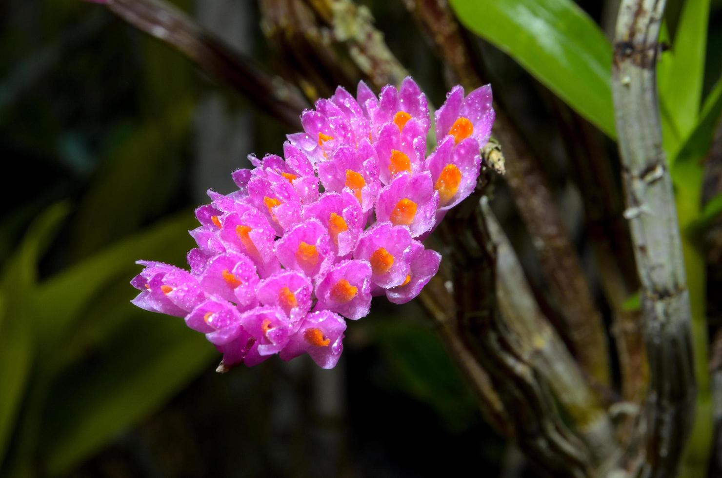flor rosada de la orquídea del cepillo de dientes foto
