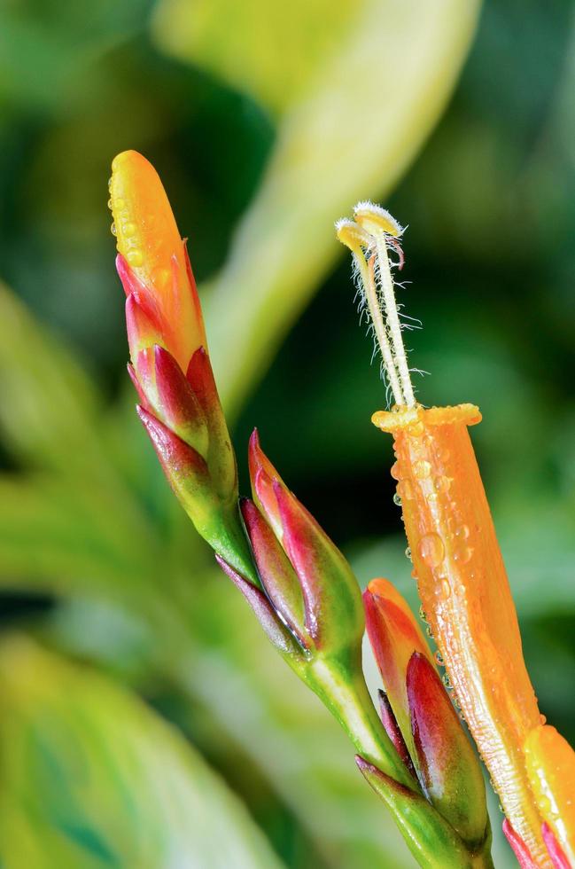 flores de sanchezia foto