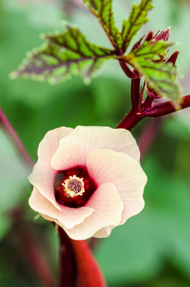 Jamaica Sorrel flower photo