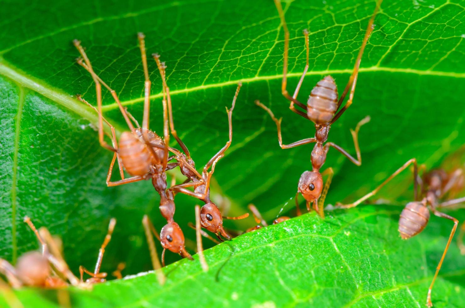 trabajo en equipo de la hormiga tejedora foto