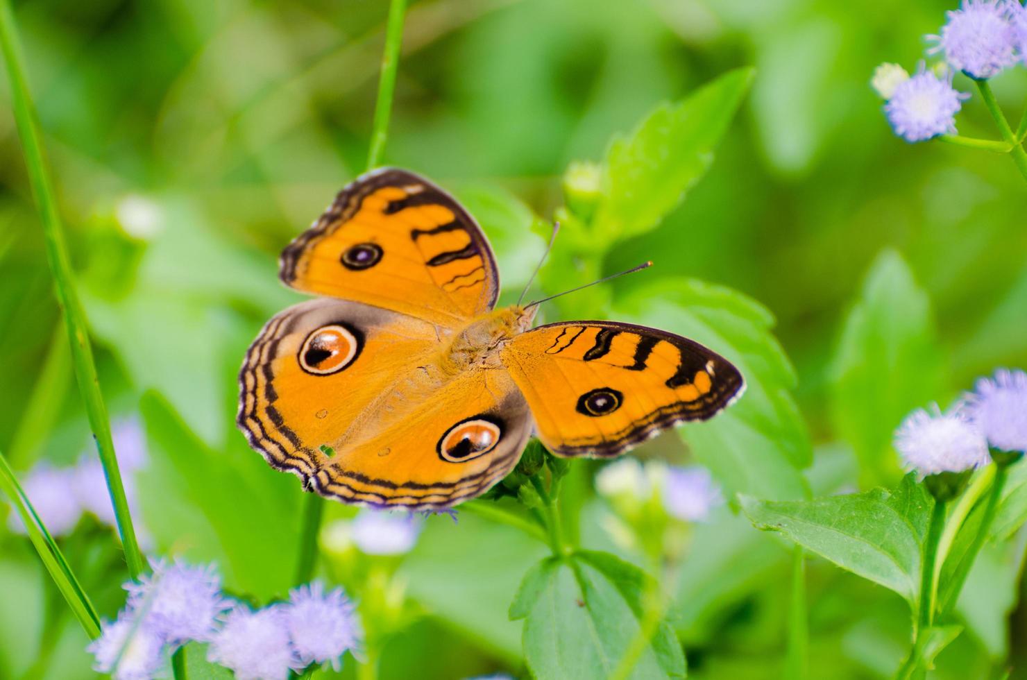 Peacock pansy butterfly photo