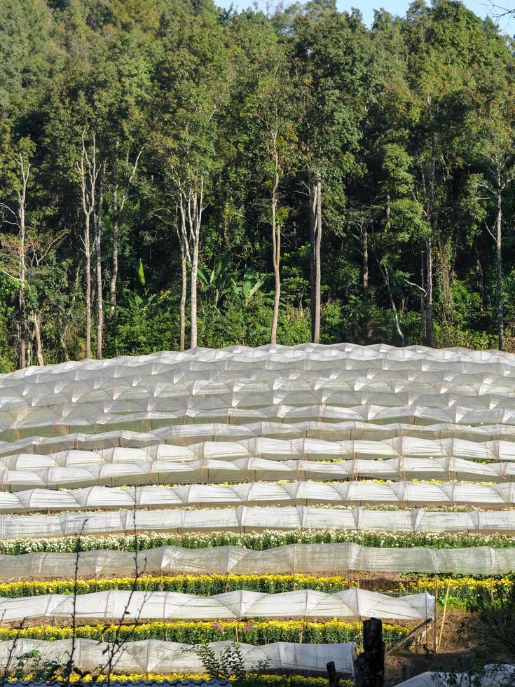 Flower farm on mountain photo