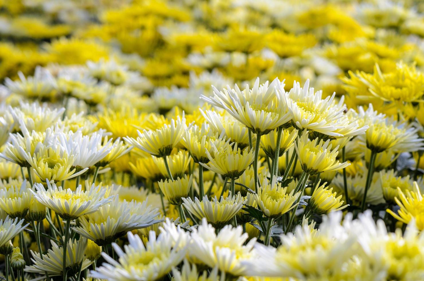 Chrysanthemum Morifolium flowers garden photo