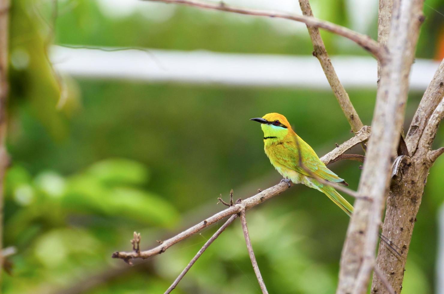 pequeño pájaro devorador de abeja verde foto