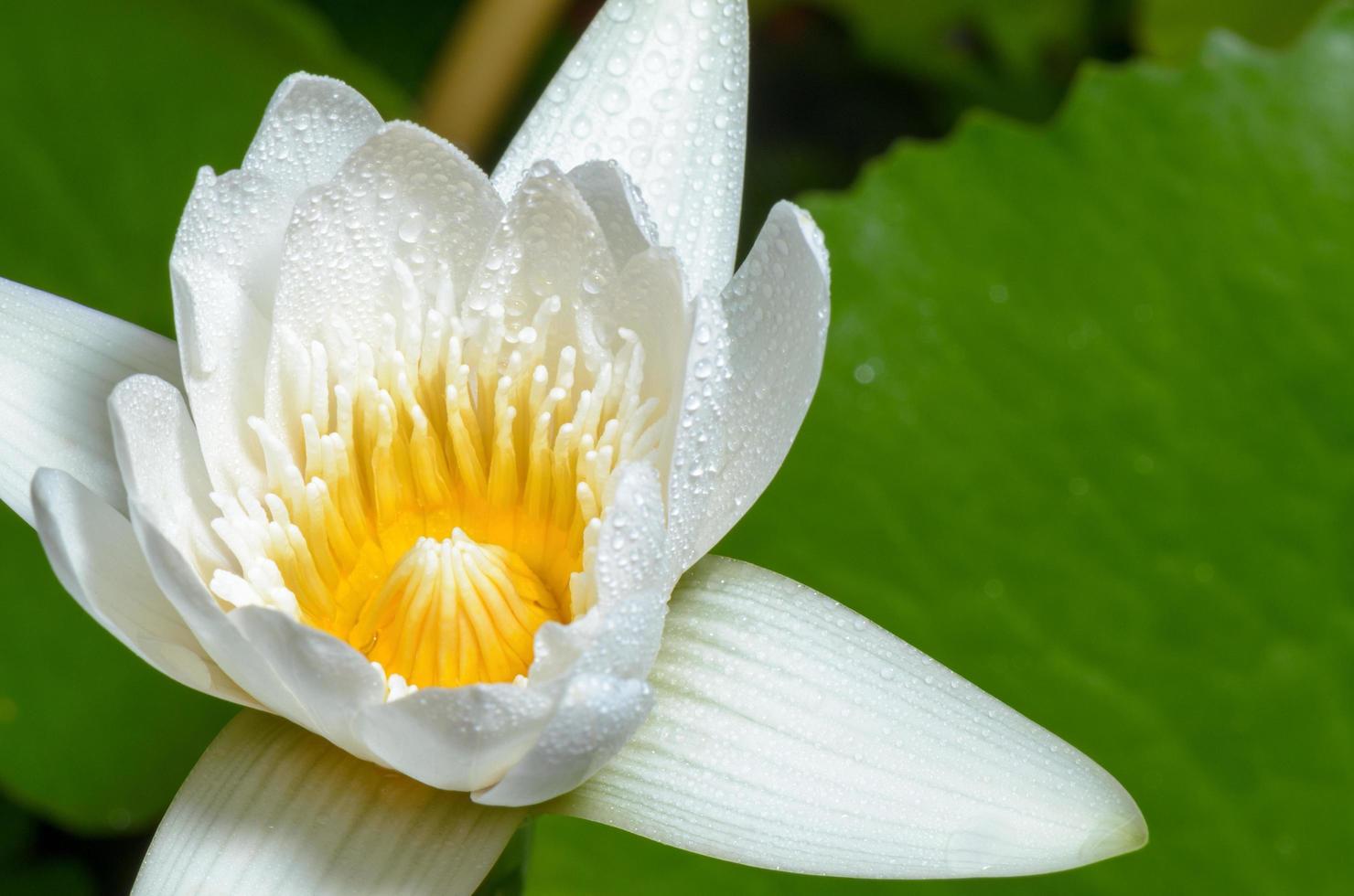 White lotus flower photo