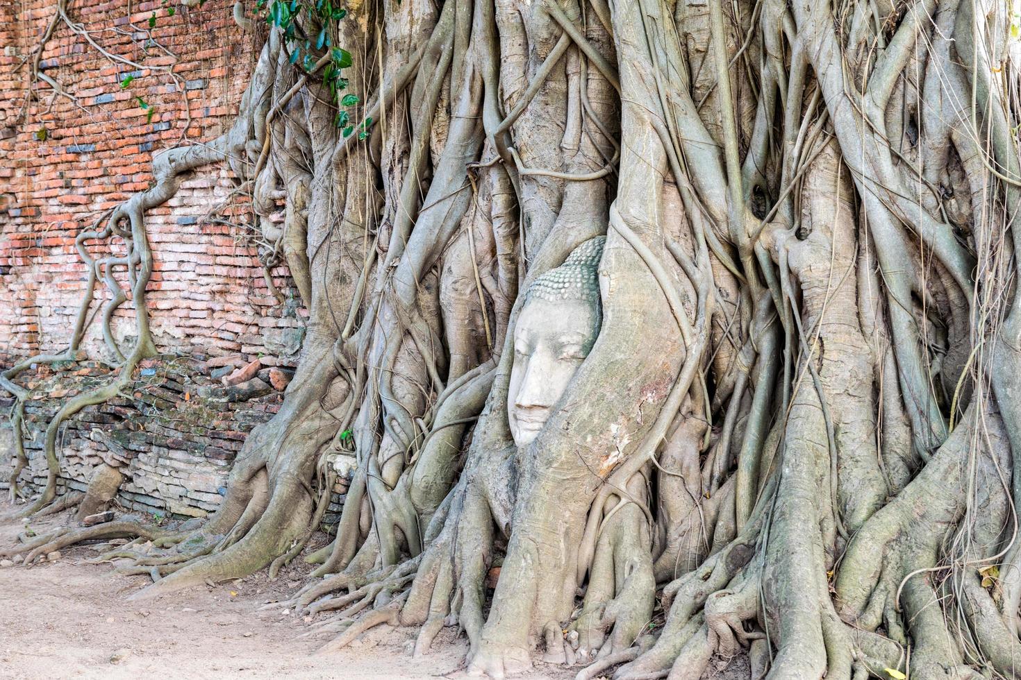 Head buddha statue in the roots tree photo