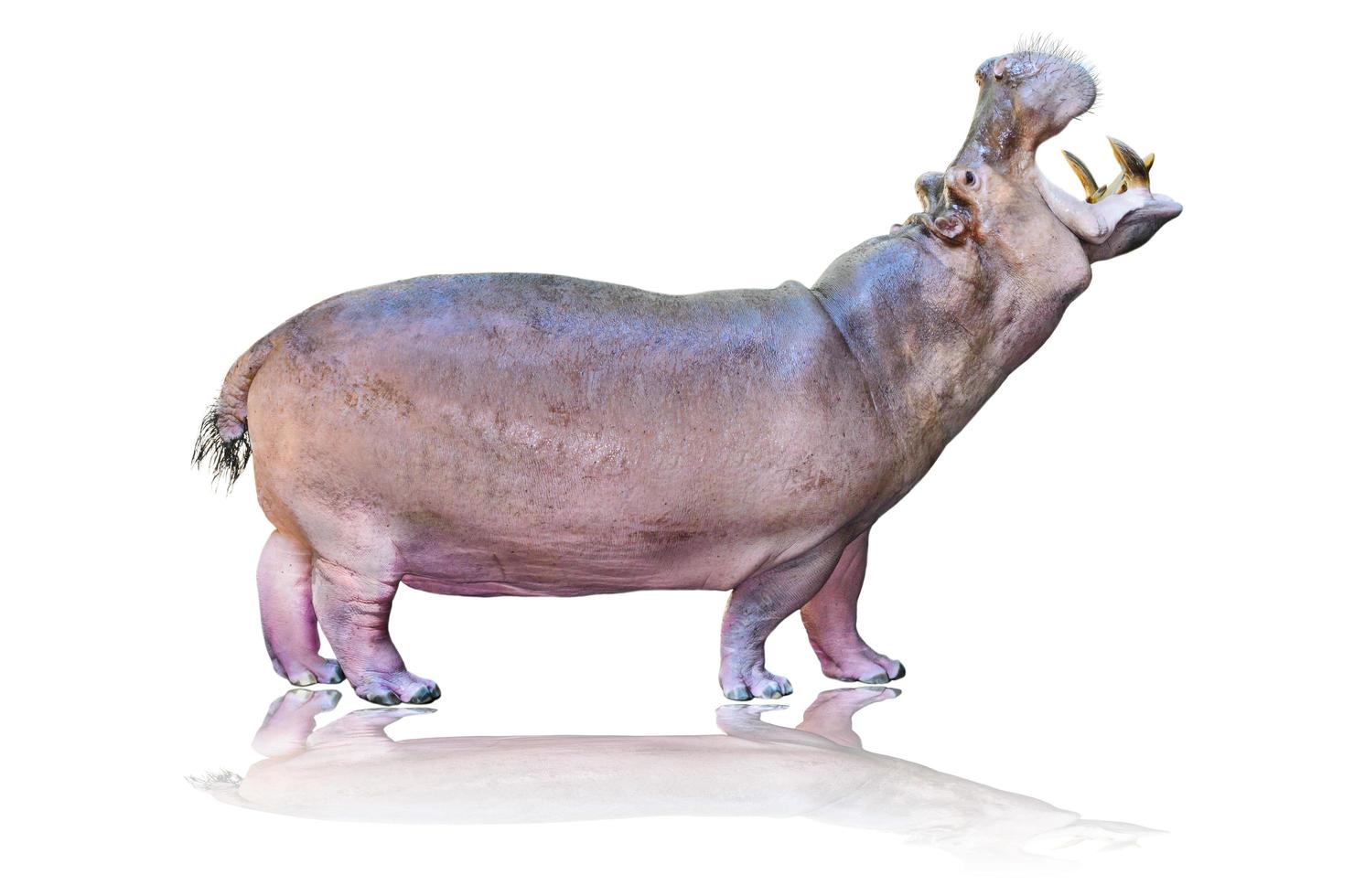 Hippos isolated on white photo