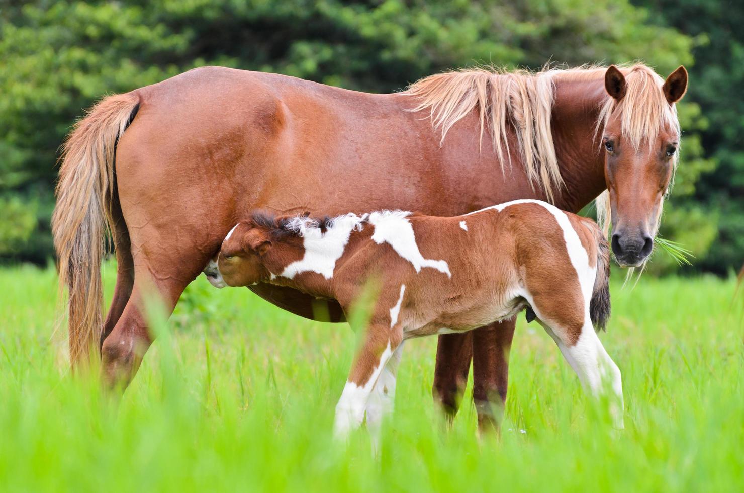 Horse foal suckling from mare photo