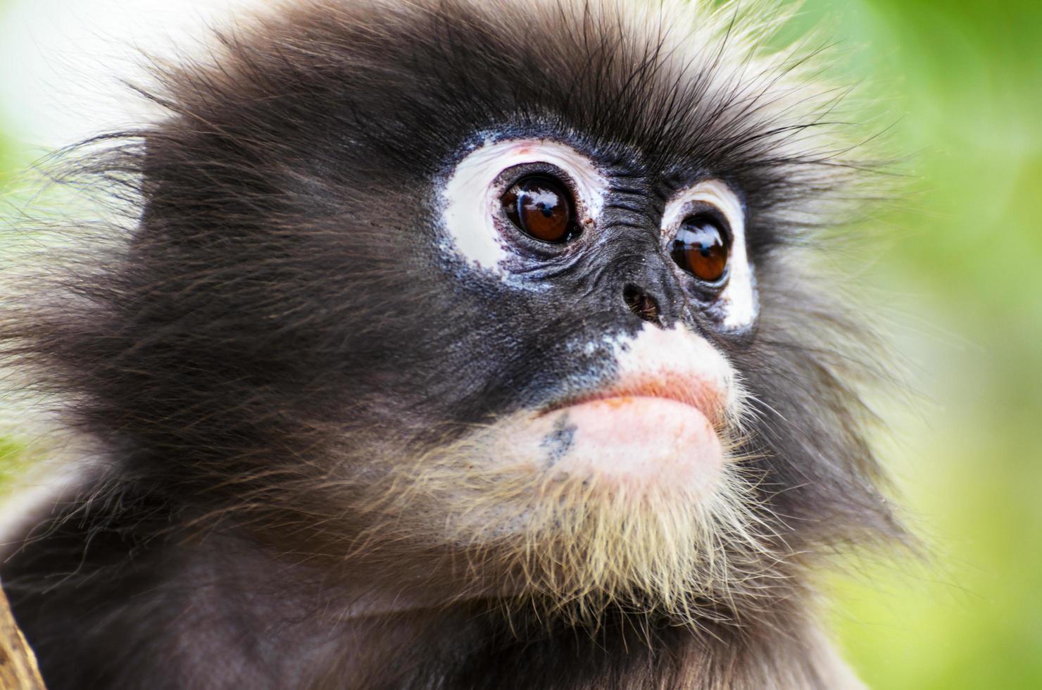 Close up face of Dusky leaf monkey photo