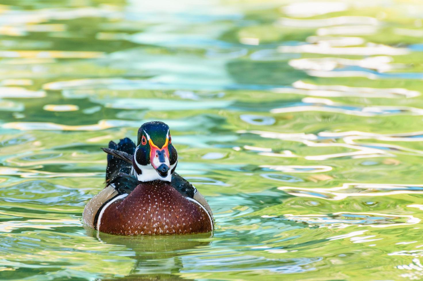 Male Wood Duck photo