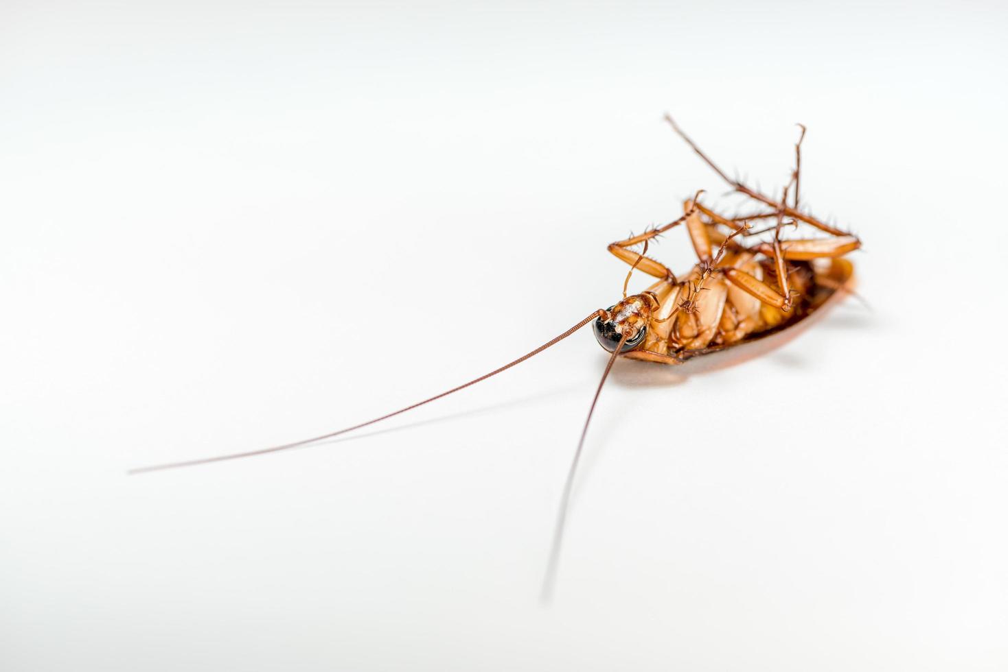 Close up cockroach dead on white background photo