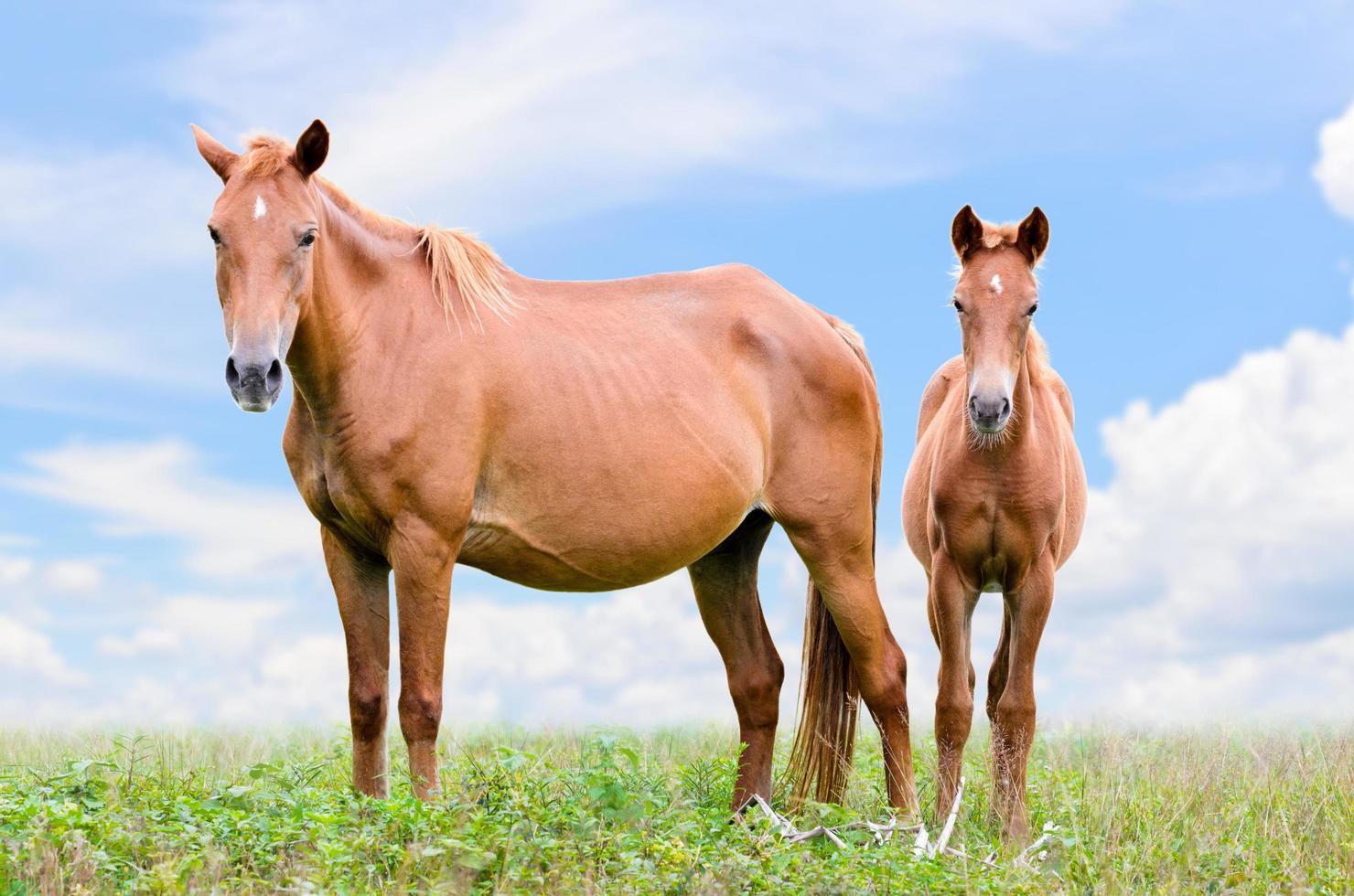 Brown horse and foal looking photo