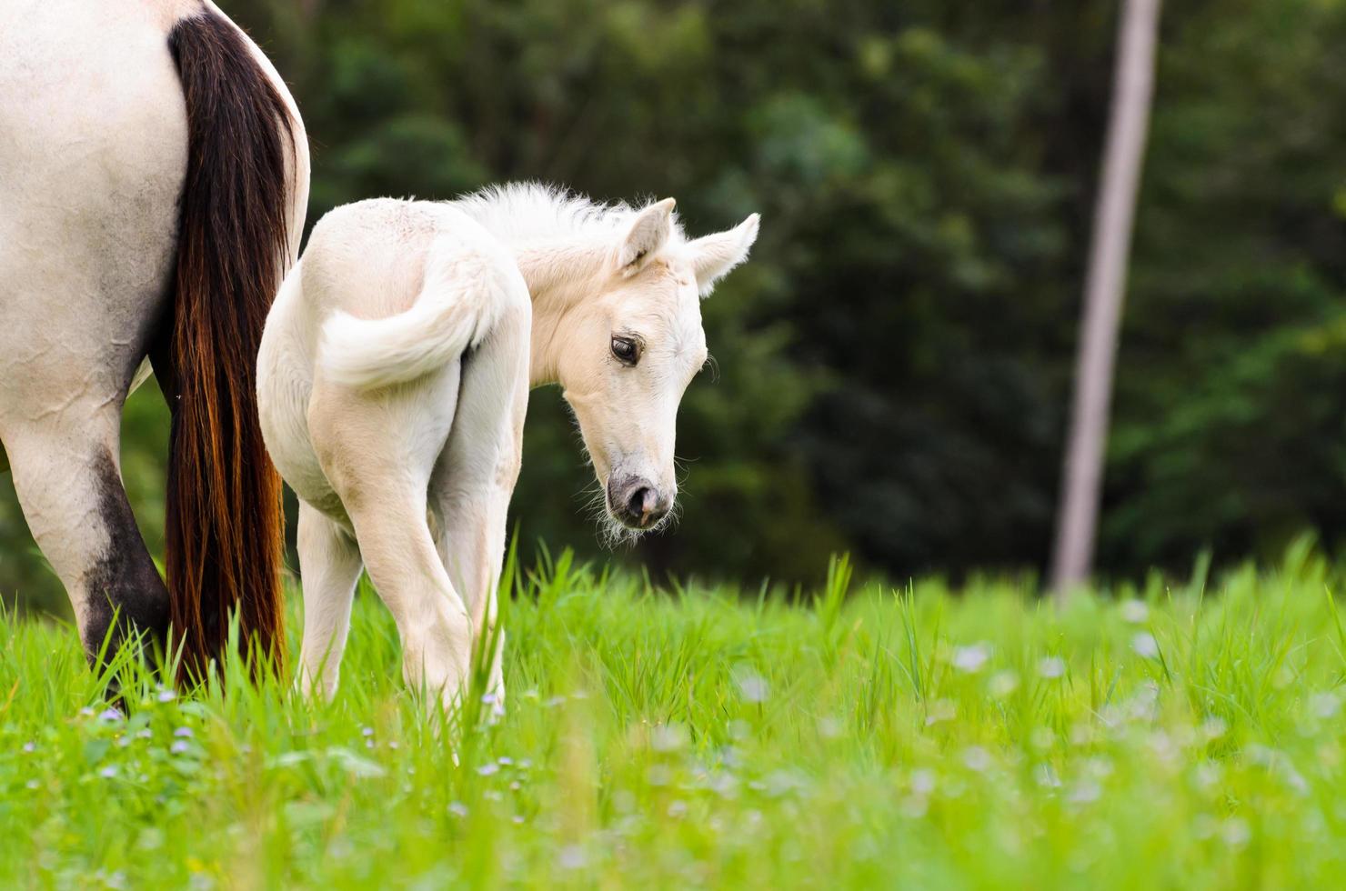 White horse foal in a green grass photo