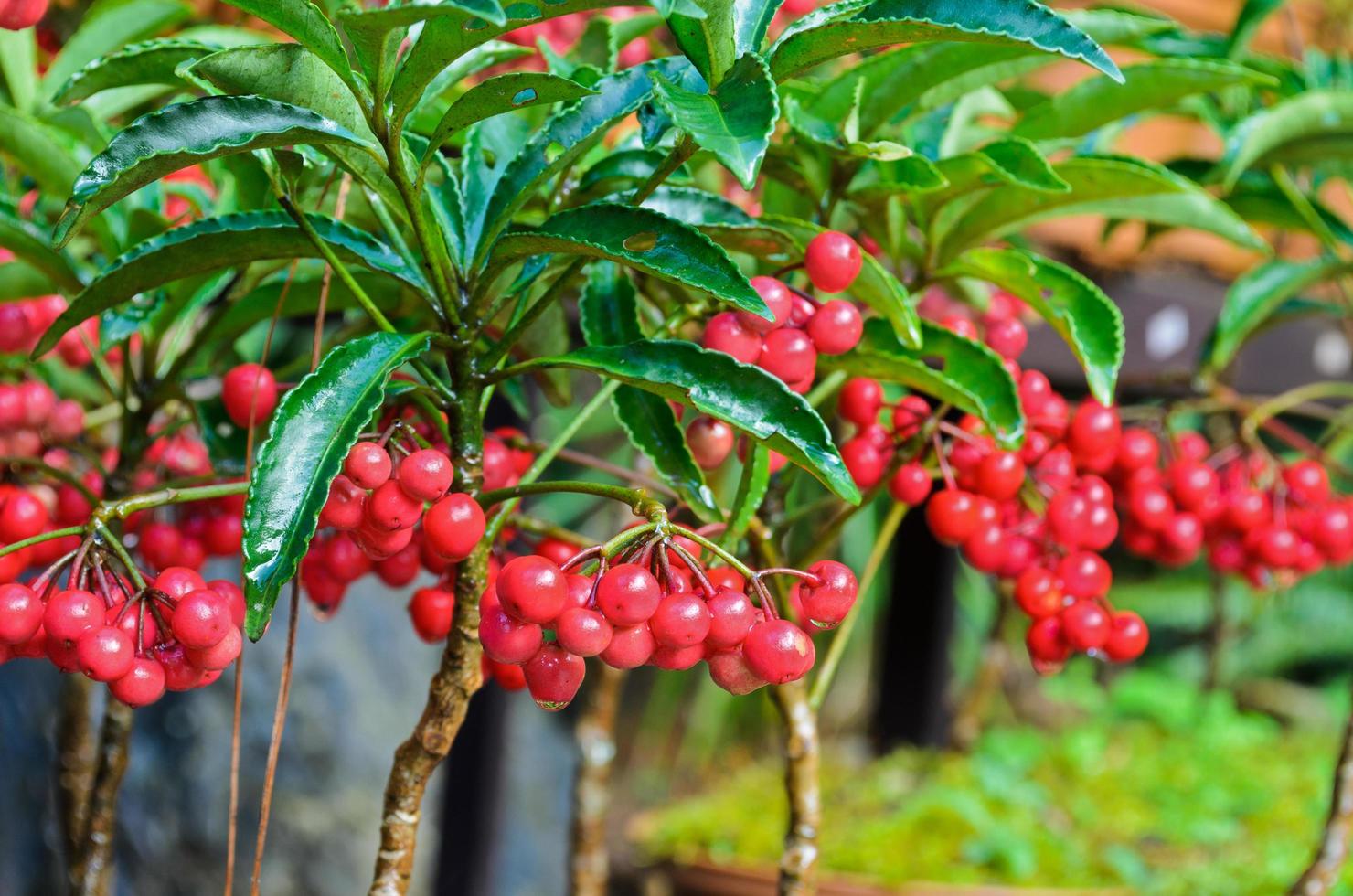 ardisia crenata, myrsinaceae foto