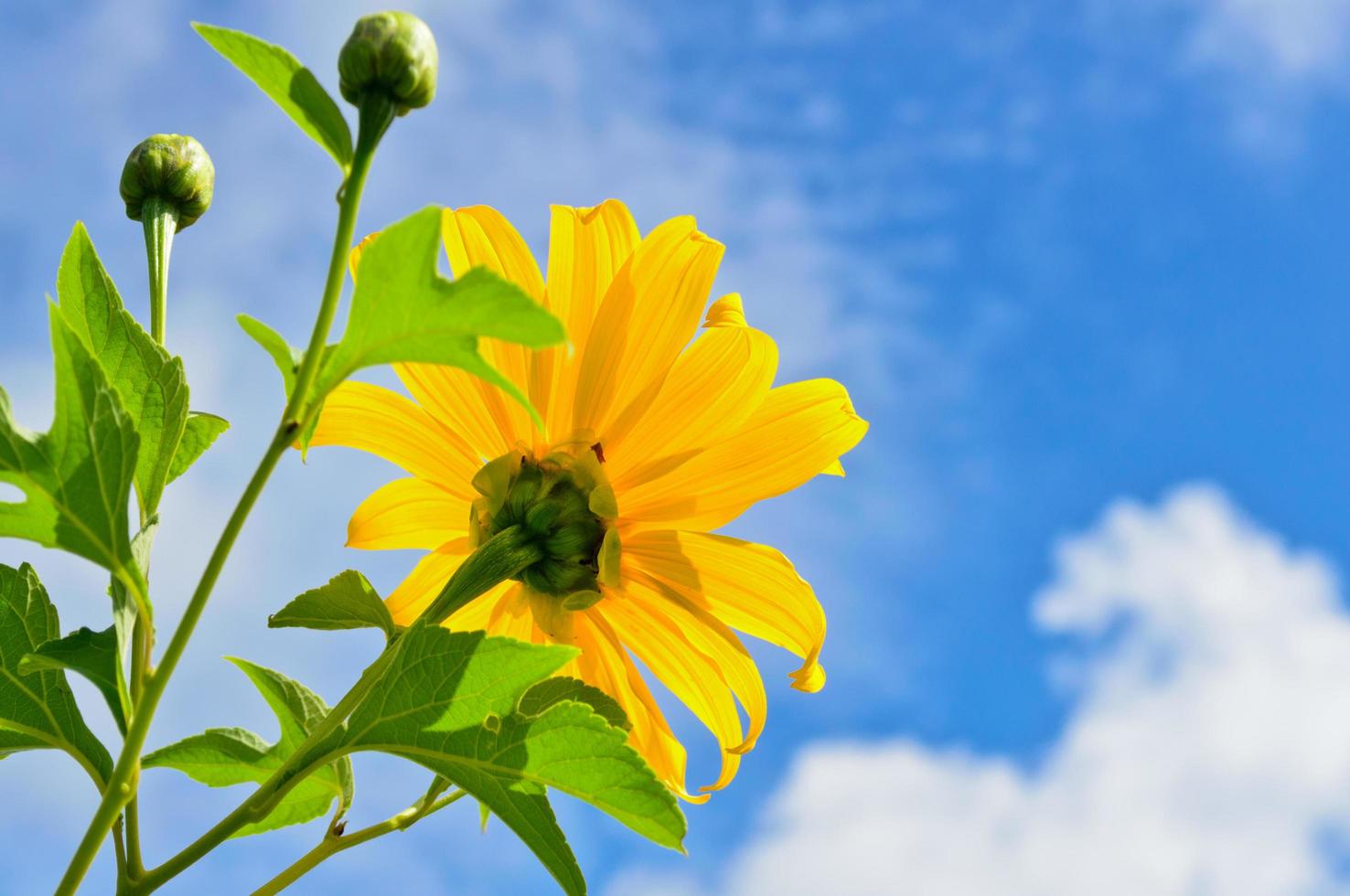 hierba de girasol mexicana, las flores son de color amarillo brillante foto