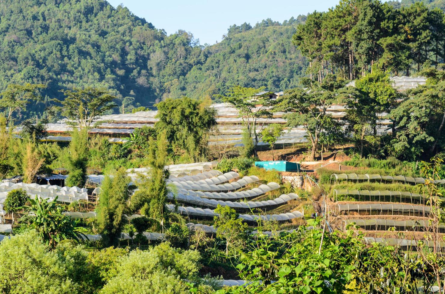 Flower farm in Thailand photo