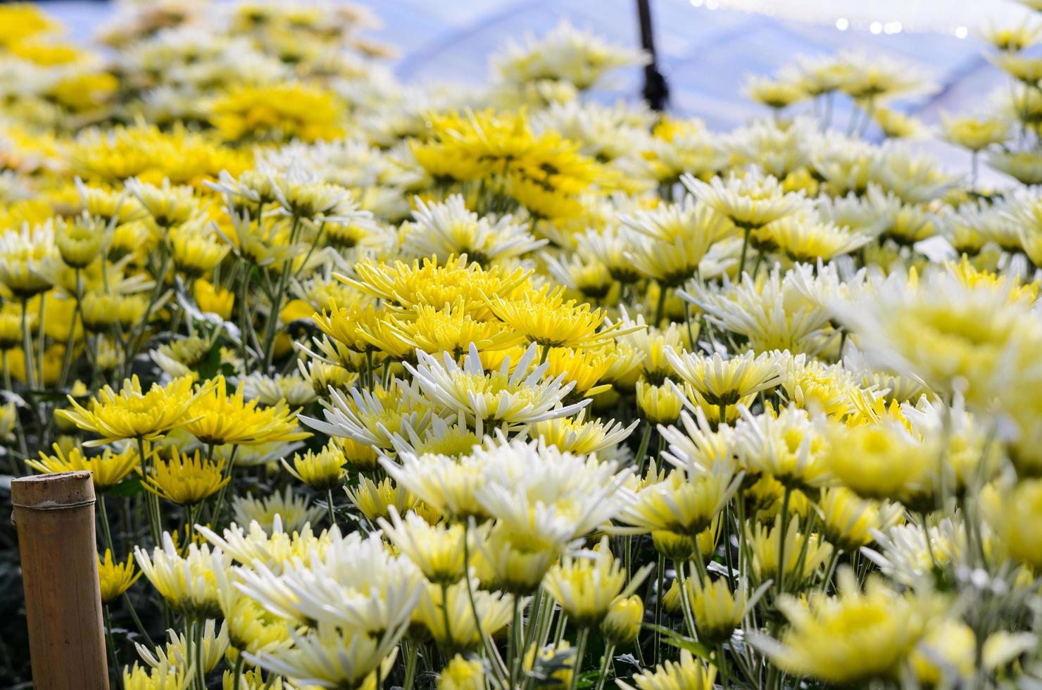 Chrysanthemum Morifolium flowers garden photo