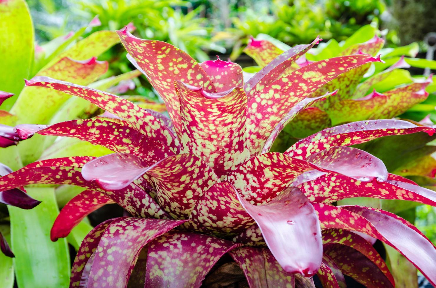 Pink leaves of Bromeliad, Aechmea Fasciata photo