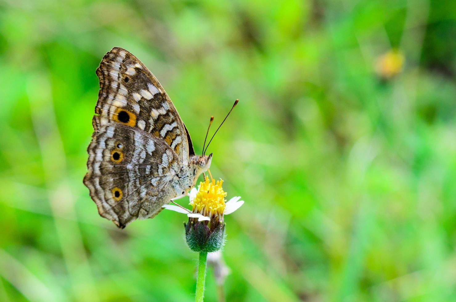 Lemon Pansy, Close up of a brown butterfly photo