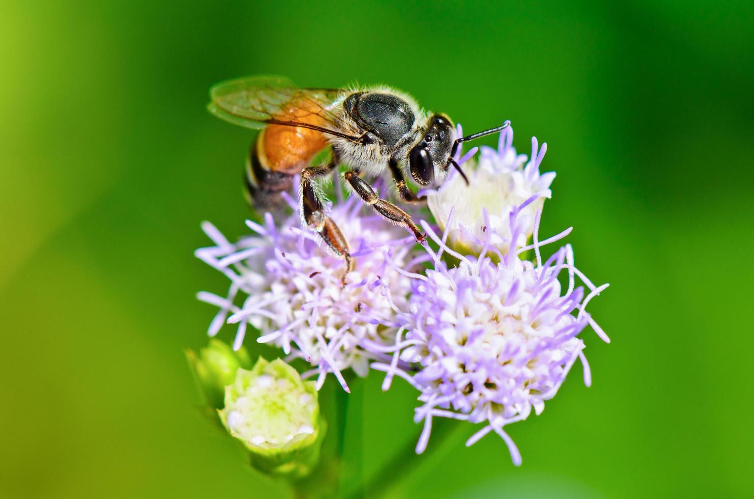 pequeñas abejas en busca de néctar foto