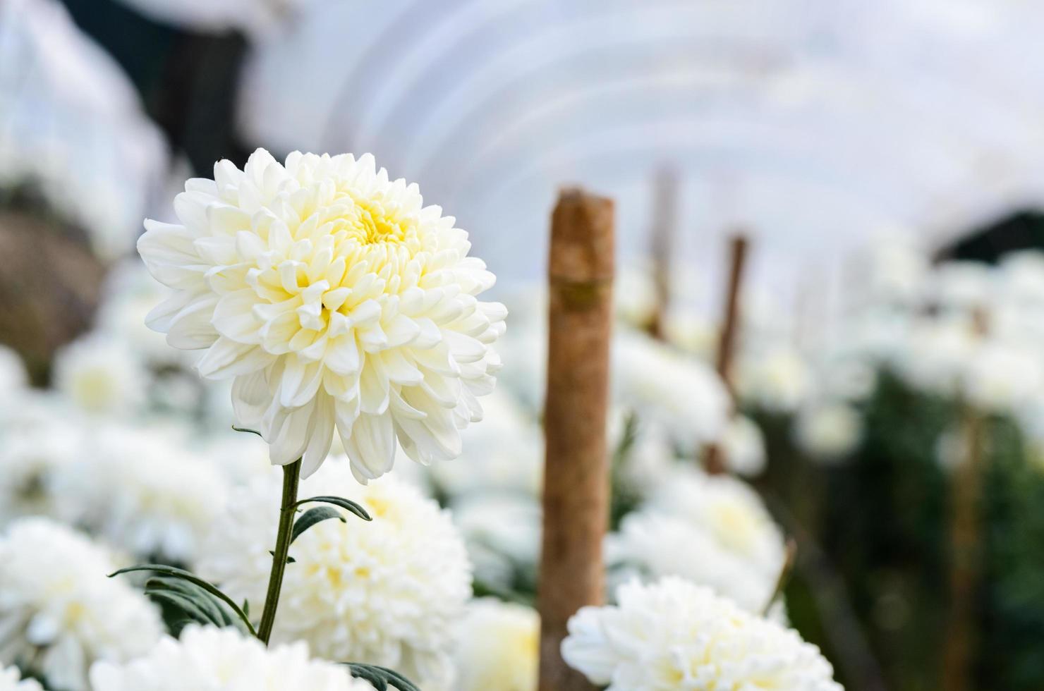 White Chrysanthemum Morifolium flowers in garden photo