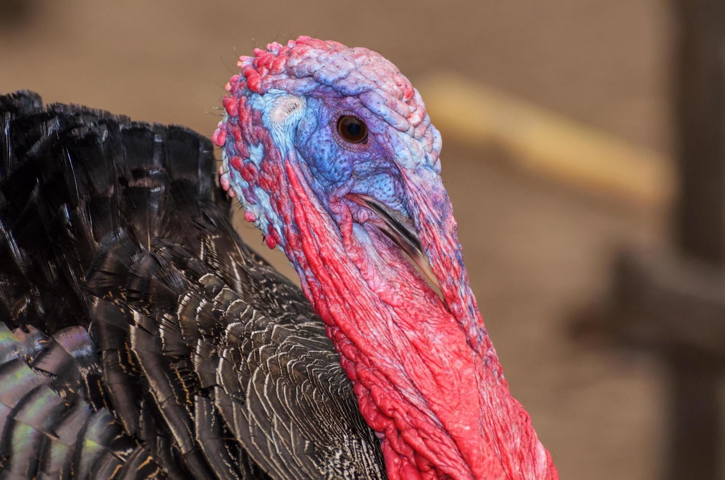 Closeup head of male wild turkey photo