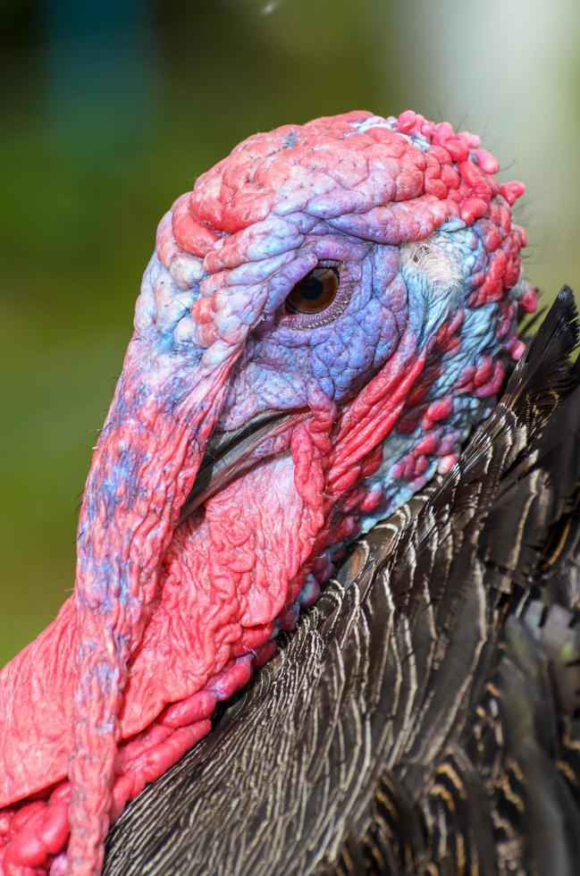 Closeup head of male wild turkey photo