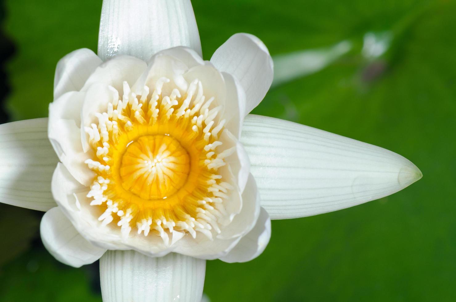 White lotus flower photo