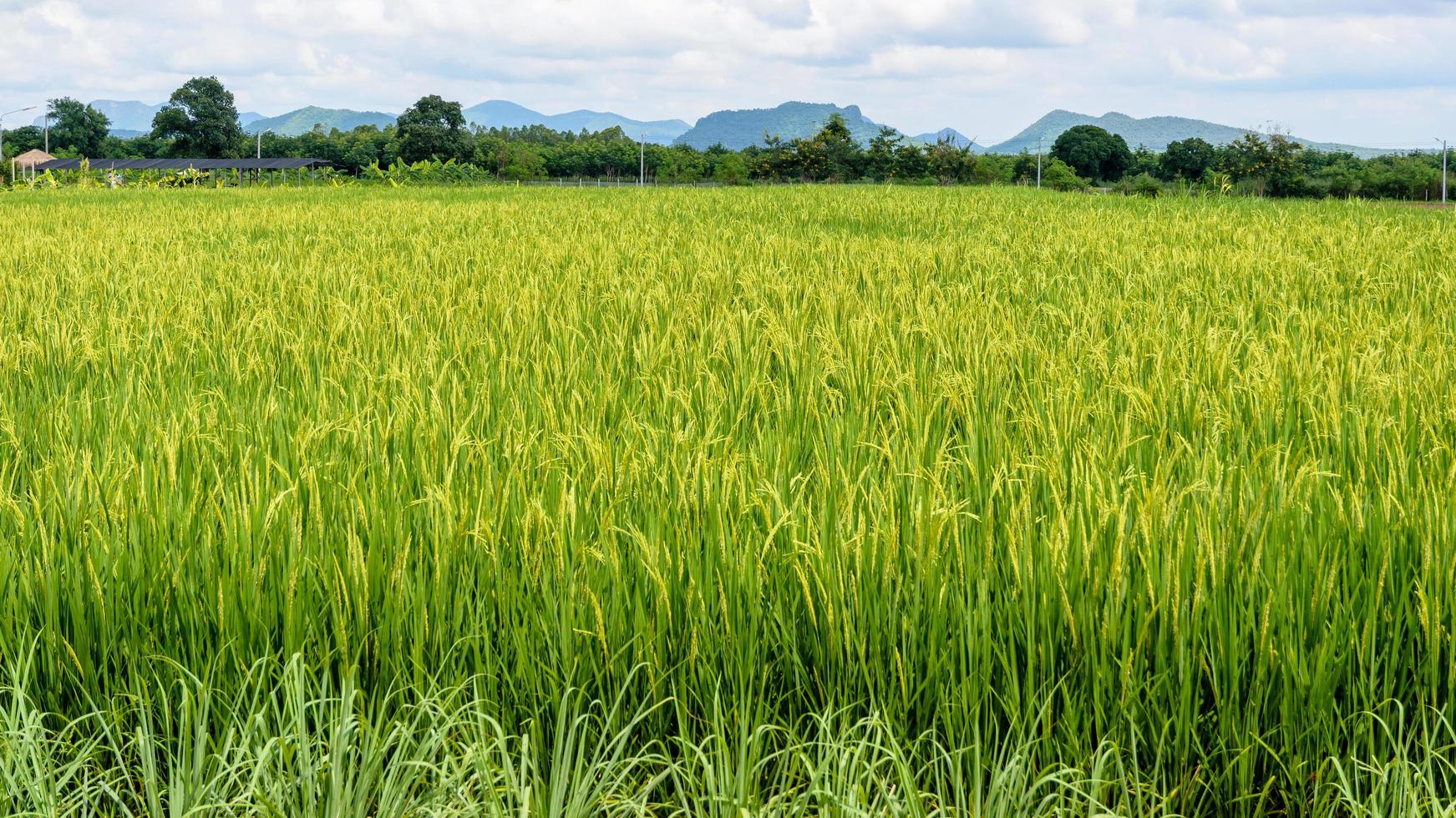 Green rice fields photo
