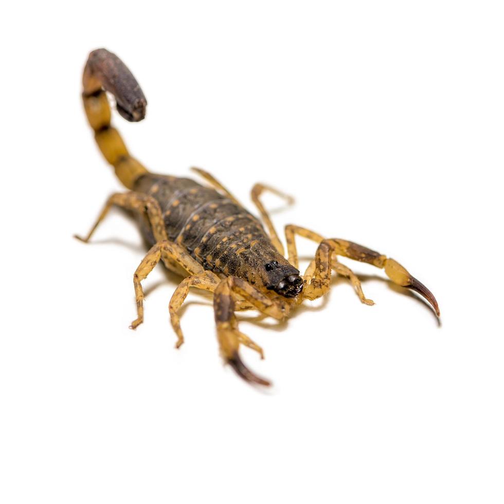 Small Scorpion on white background photo