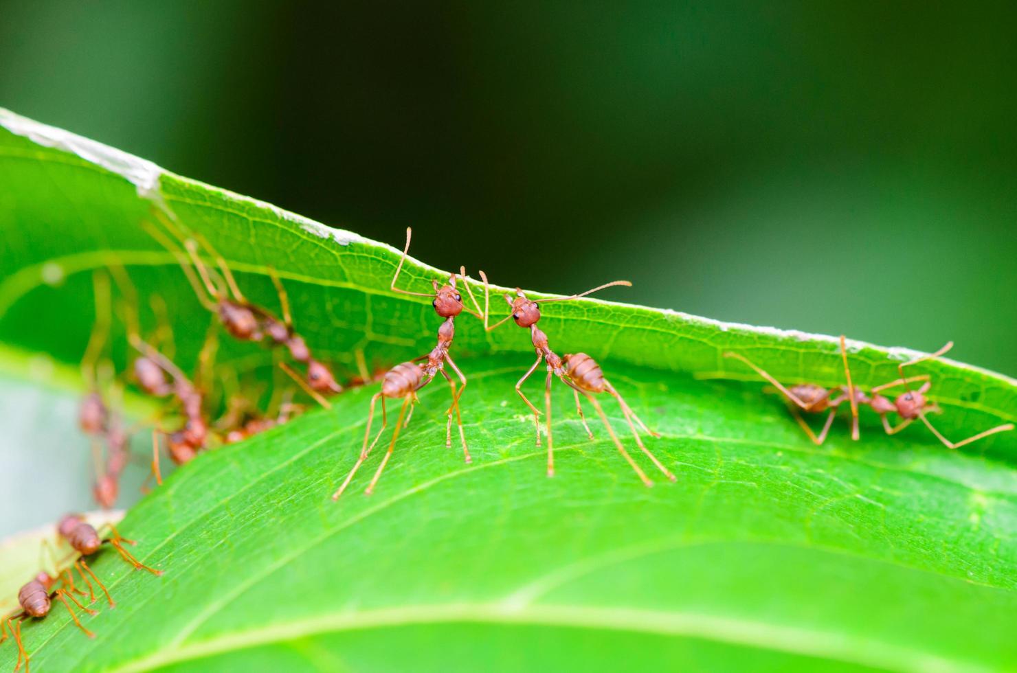 Teamwork of Weaver Ant photo