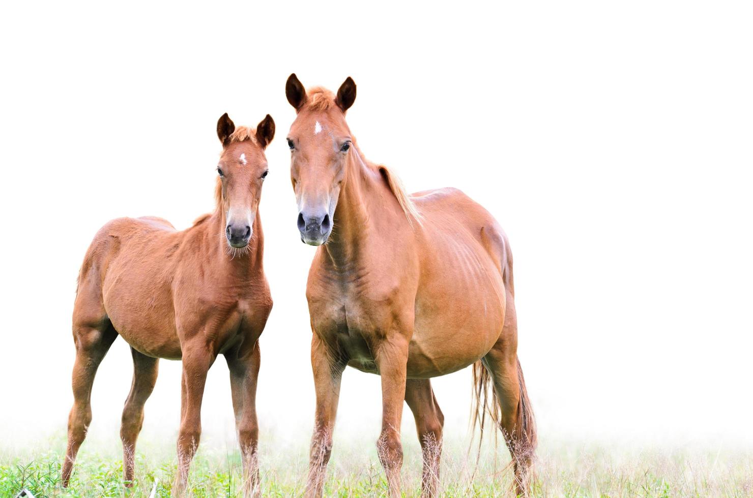 Brown mare and foal on white background photo