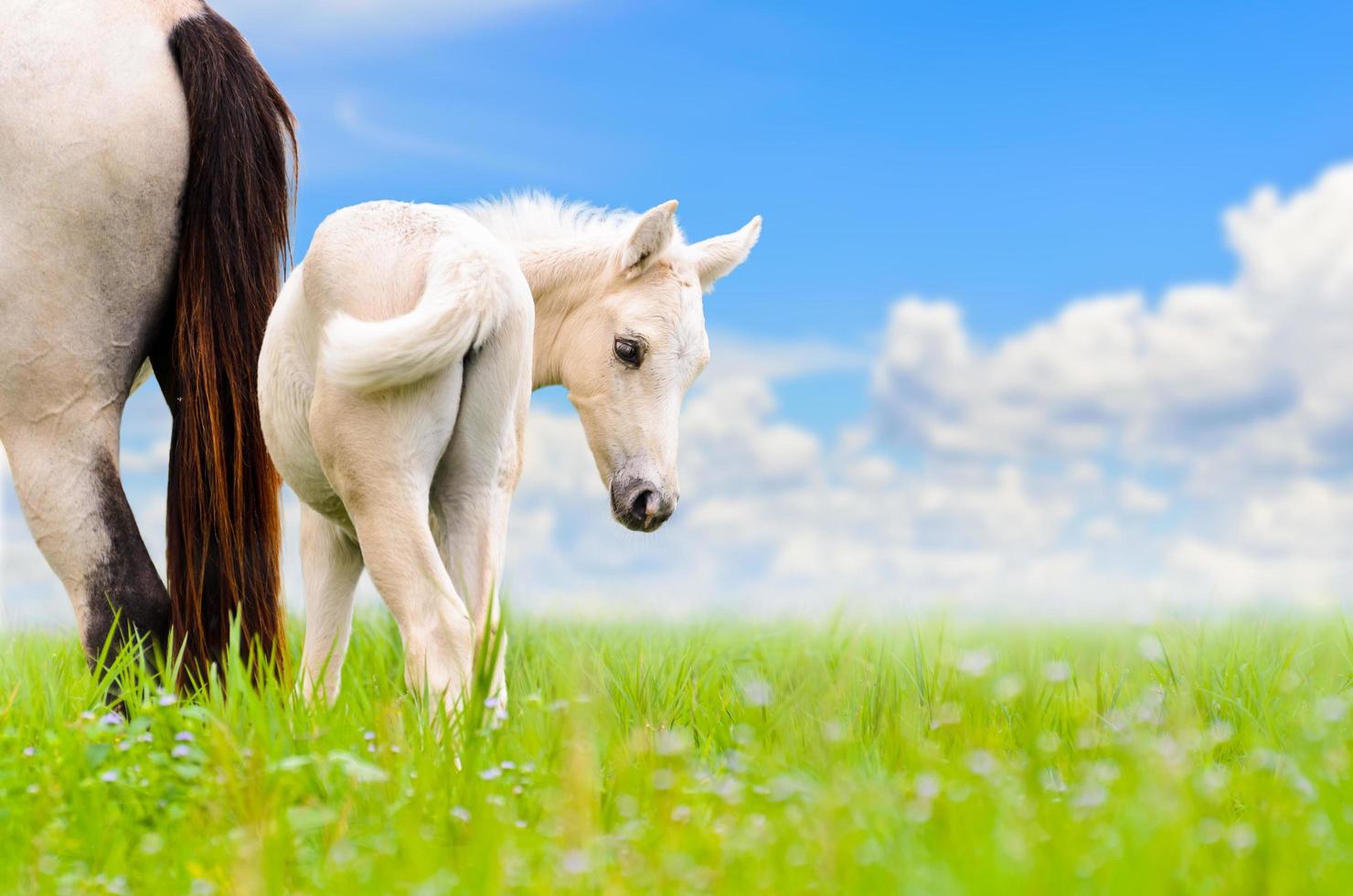 White horse mare and foal on sky background photo