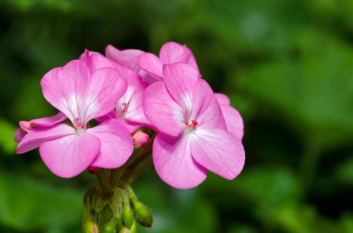 Pink Geranium flowers photo