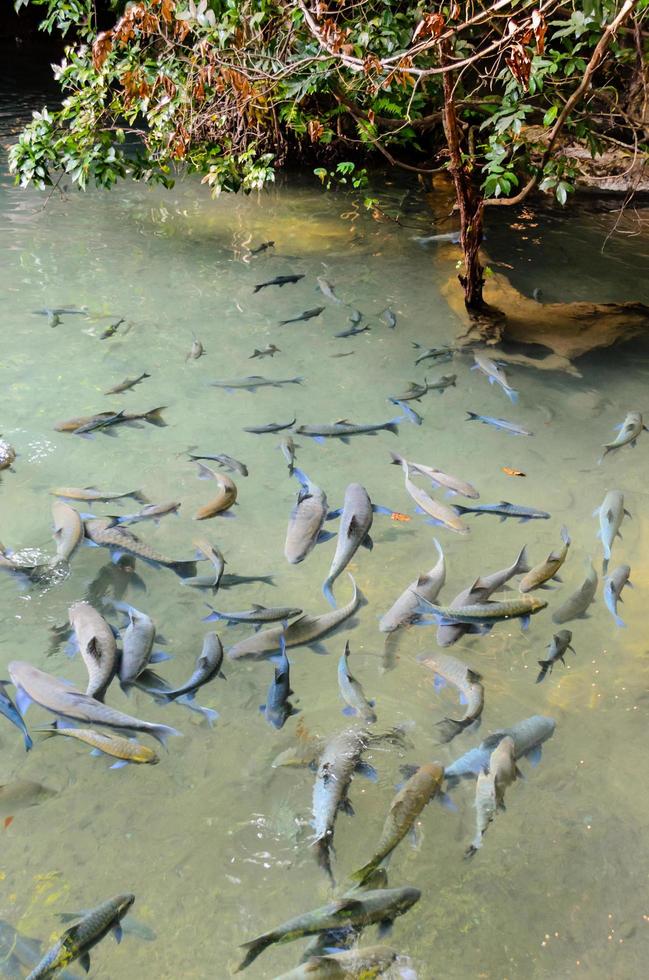 Soro brook carp fish photo
