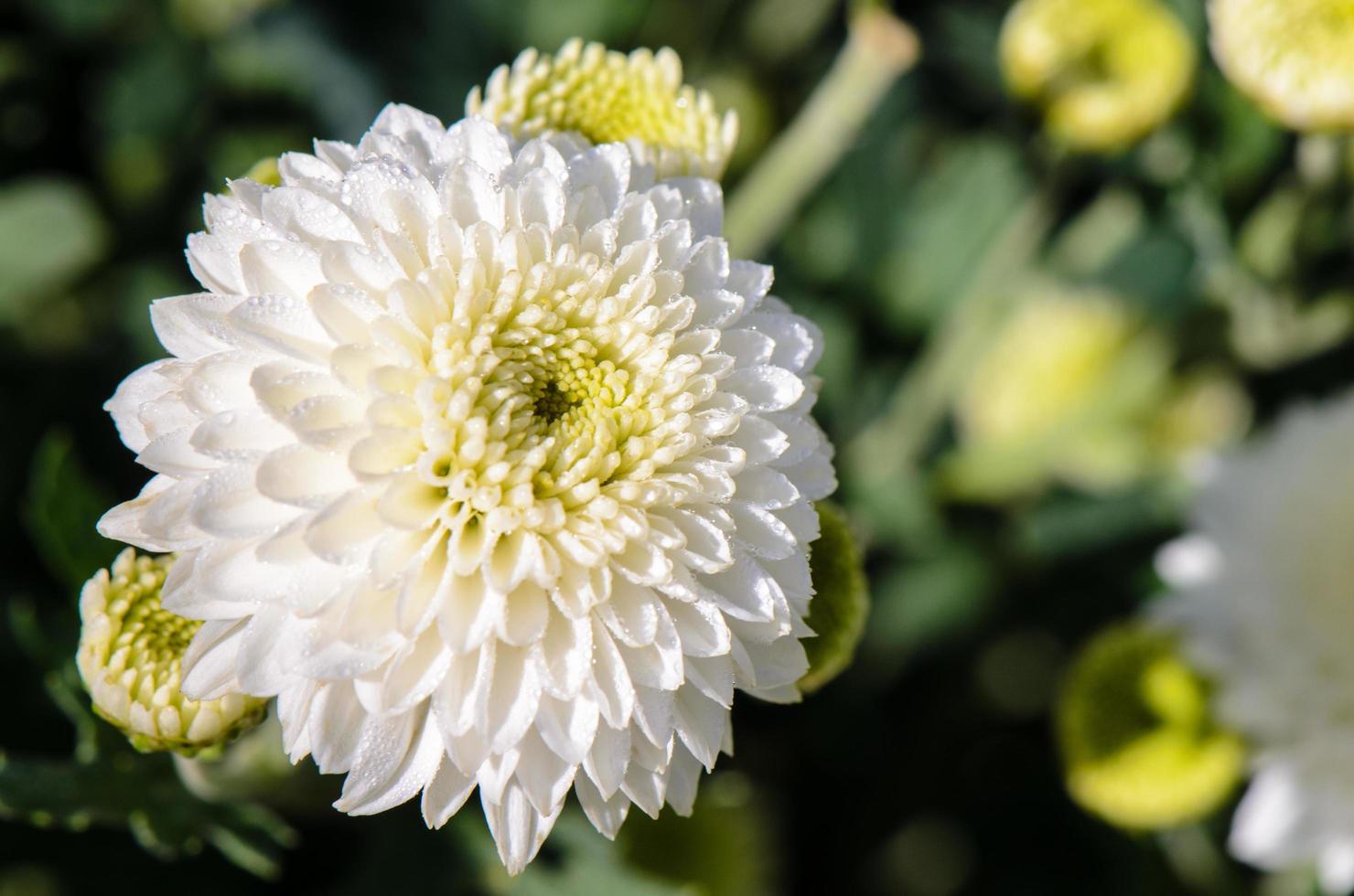 White Chrysanthemum Morifolium flowers in garden photo