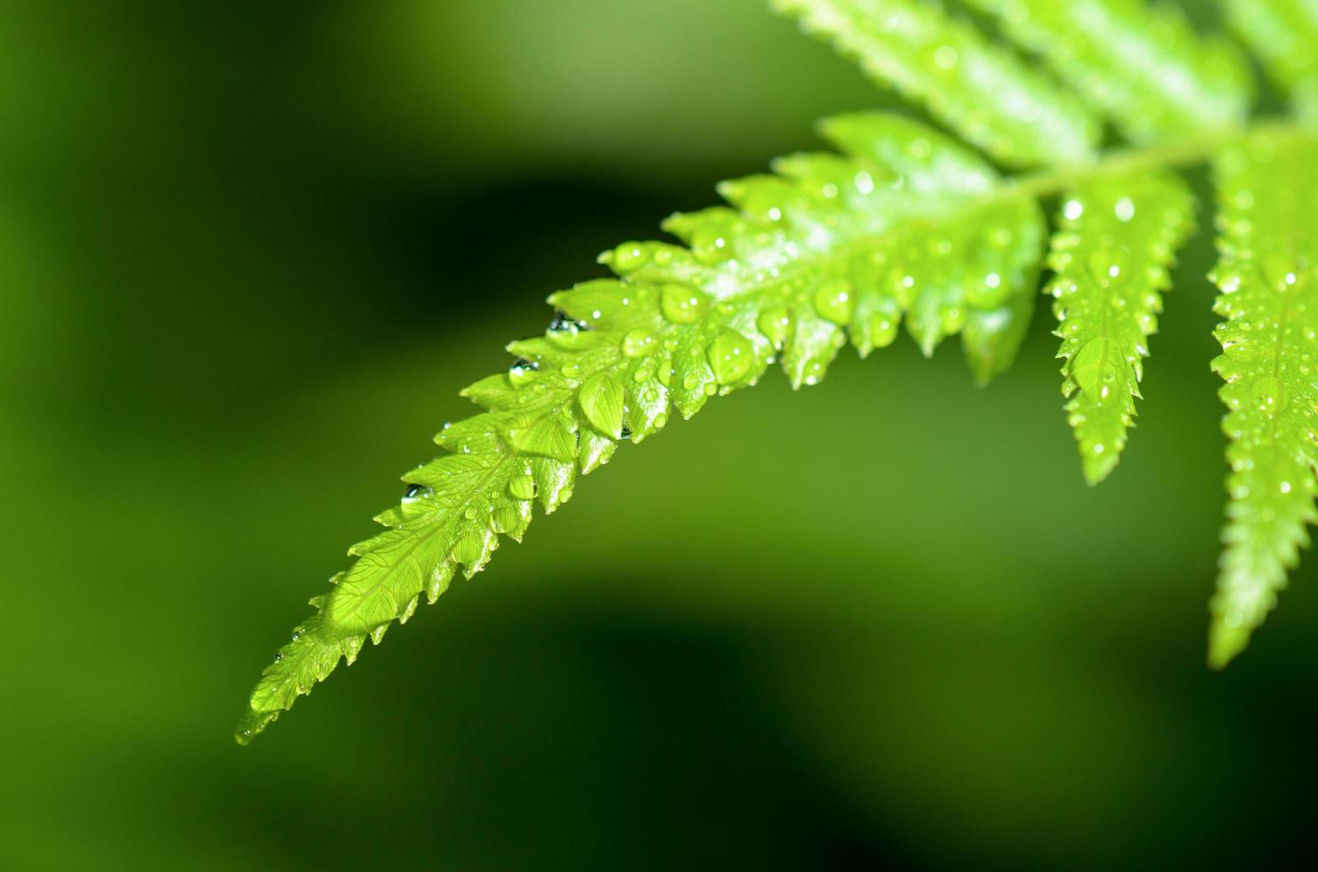 Rain drops on fern leaf photo